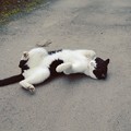 Photos: そして今日は・・・