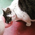 Photos: カワイガリニャ by 白黒ママさん