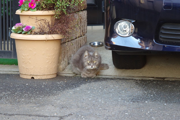 外語大に行く途中で会った猫さん
