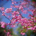 Photos: 桜？桃？