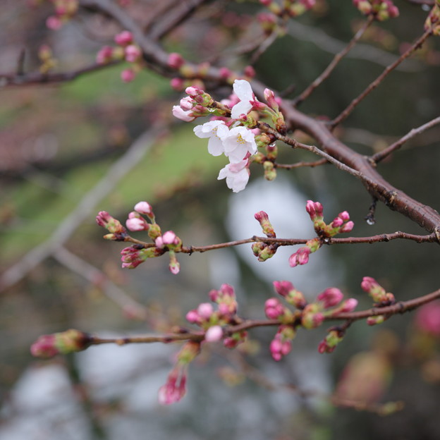 Photos: やっと開花、おまけに雨