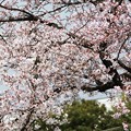 Photos: 芳野台南公園テニスコートの桜