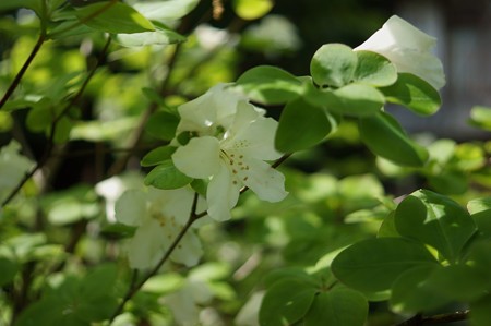 白八汐(シロヤシオ)