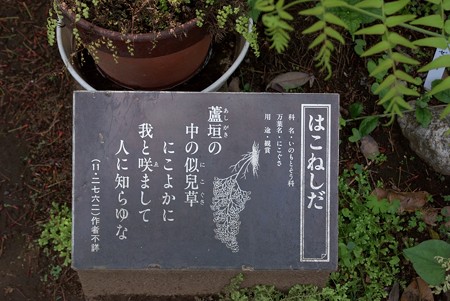 箱根羊歯(ハコネシダ)