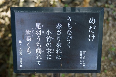 雌竹・女竹(メダケ)
