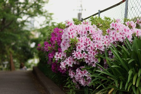 退園し躑躅を愛で階段へ向かう