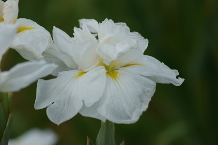 花菖蒲　宮の白菊