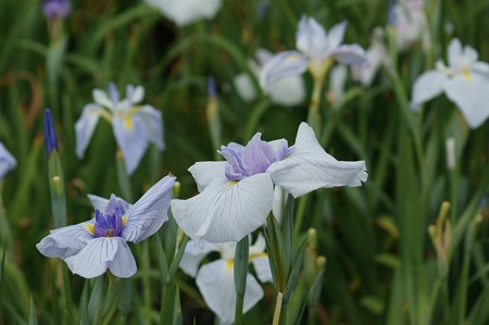 花菖蒲 小笹川