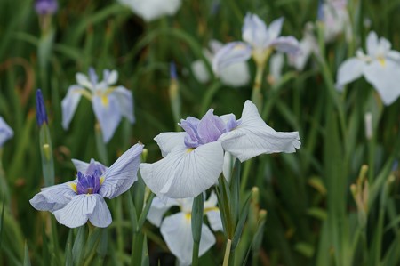 花菖蒲　小笹川