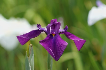 花菖蒲 野花菖蒲