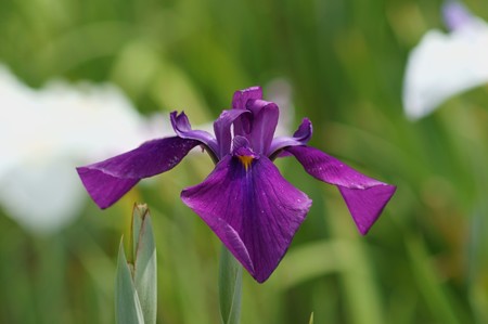 花菖蒲　野花菖蒲