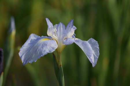 花菖蒲　水の光