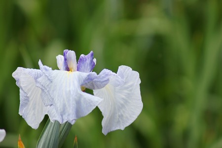 花菖蒲　時雨西行