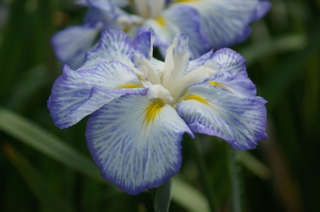 花菖蒲 宇宙