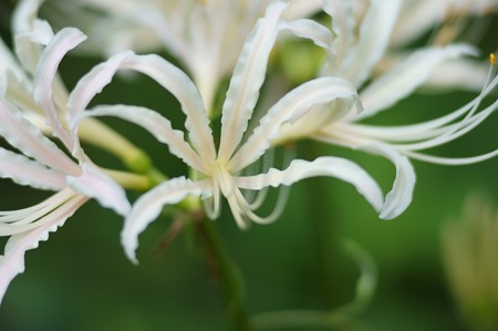 白花曼珠沙華（シロバナマンジュシャゲ）