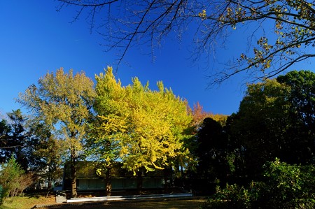 千葉大学 園芸学部