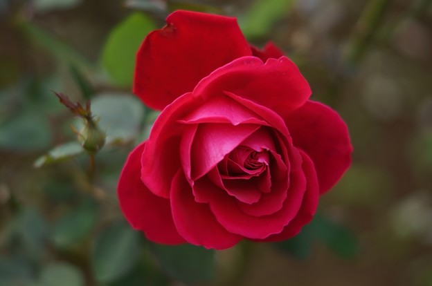 薔薇　メリナ