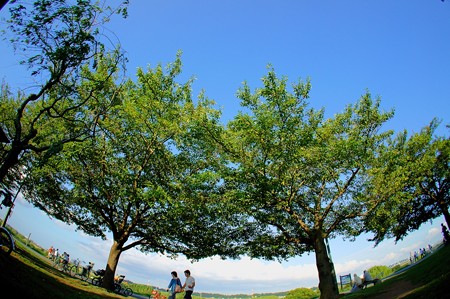 江戸川土手