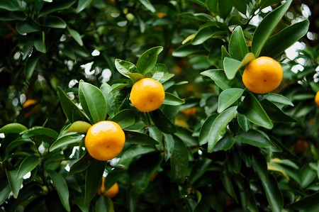 橘（タチバナ）