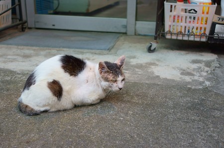 にゃんこ