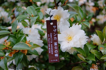 山茶花　富士の峰