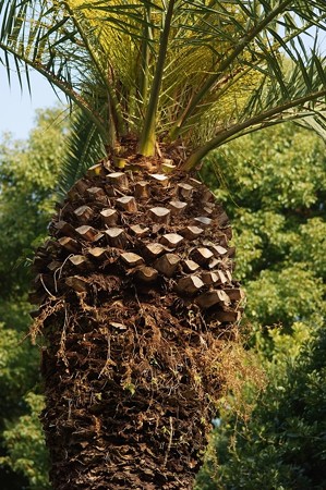 カナリー椰子（カナリーヤシ）