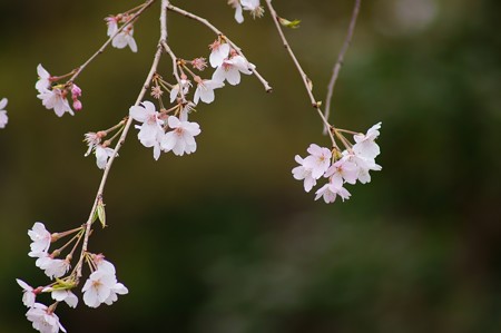 枝垂れ桜（シダレザクラ）
