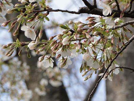 大島桜(オオシマザクラ)