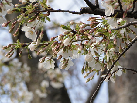 大島桜（オオシマザクラ）