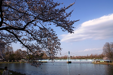 桜と水元大橋