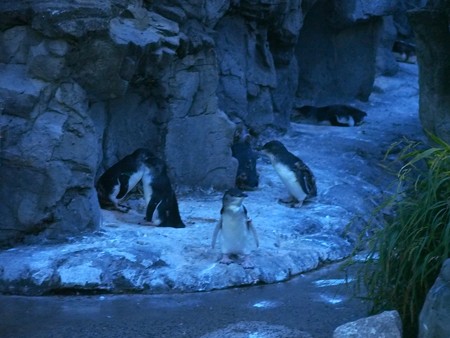 20140813 葛西 夜のペンギンプール04