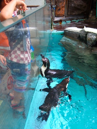 20140809 松島 ランチタイム01