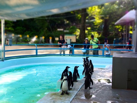 20140823 野毛山 ペンギンプール03