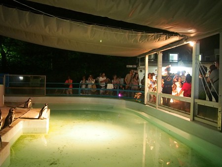 20140823 野毛山 夜のペンギンプール04