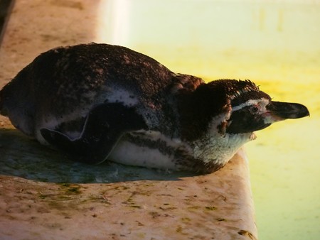 20140823 野毛山 夜のペンギンプール08