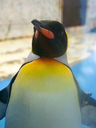 20140906 天王寺 キングペンギン05