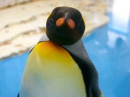 20140906 天王寺 キングペンギン04