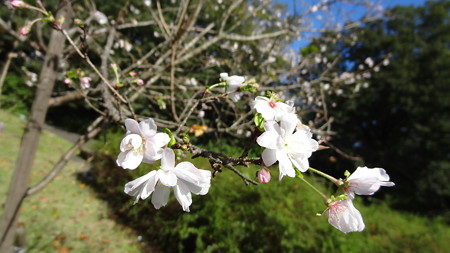 国営武蔵丘陵森林公園 十月桜