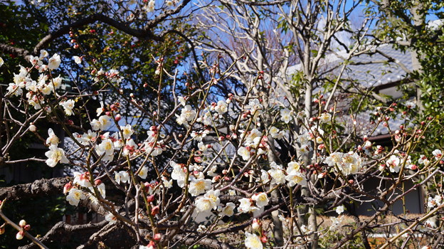 DSC00520