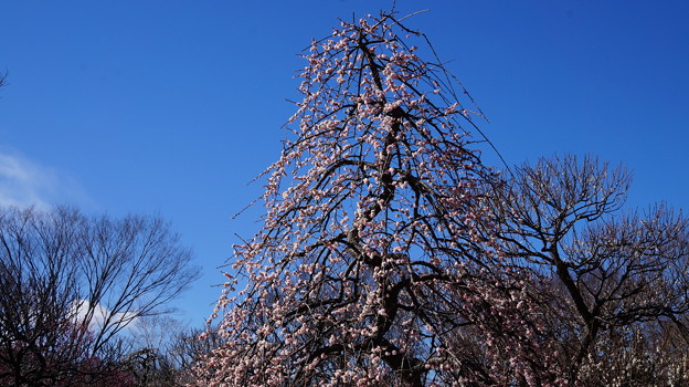 DSC00536