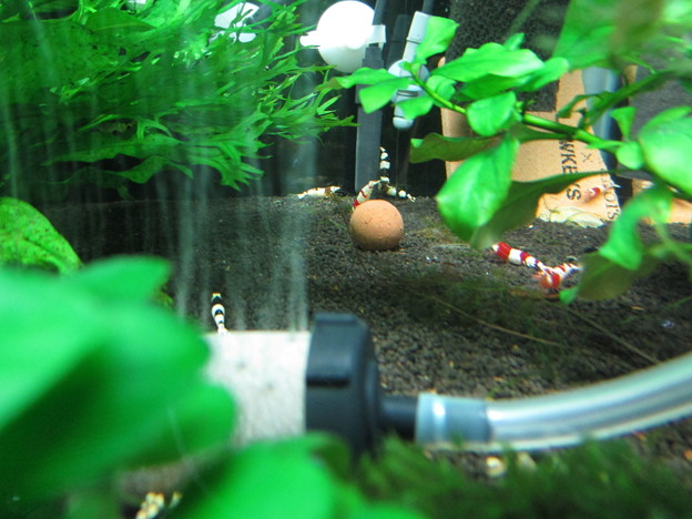 20140903 60ｃｍエビ水槽のADA BACTER BALL