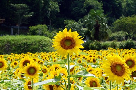 太陽たち