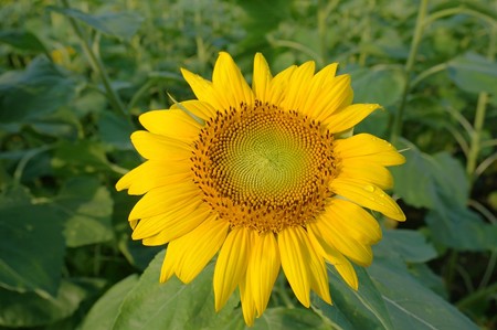 太陽