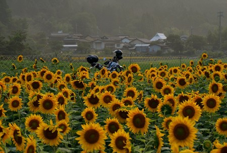 ひまわり_2