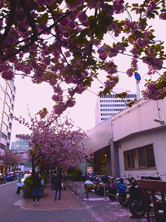 銀座桜通りでまだまだ桜を撮影する2人