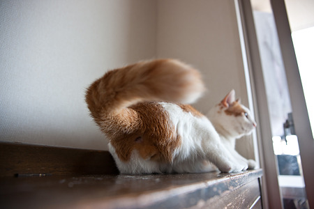 nekosuke100508011