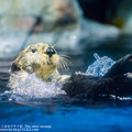 marinepia160504512