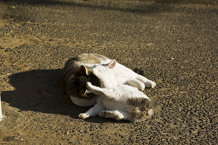 neko091229041