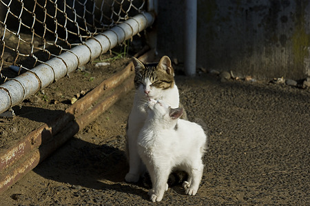 neko091229048