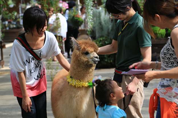 Photos: ママ、アルパカにさわったよ(^^♪